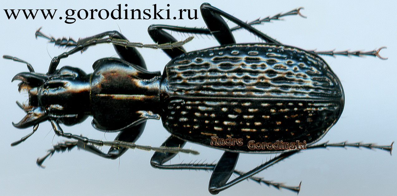 http://www.gorodinski.ru/carabidae/Myosodus lacunosus roubalianus.jpg